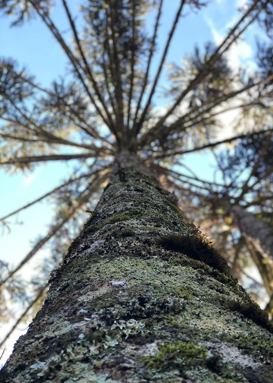 Perspectiva da Araucária Cabin
