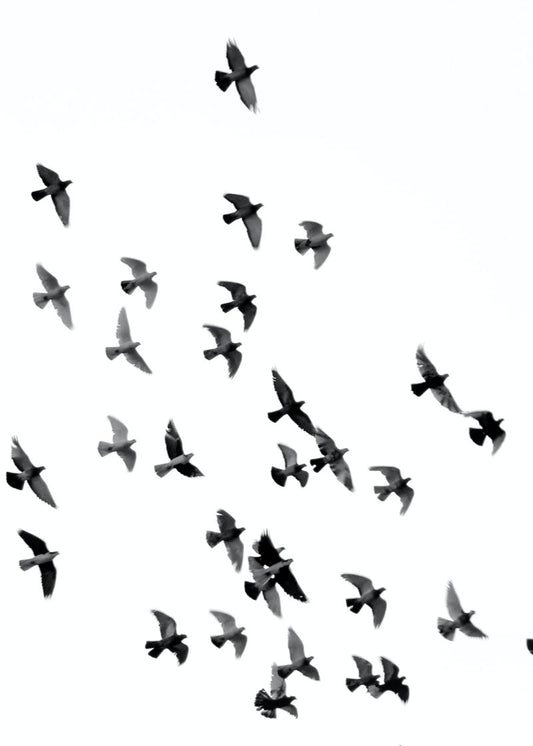 Voo em Liberdade Cabin