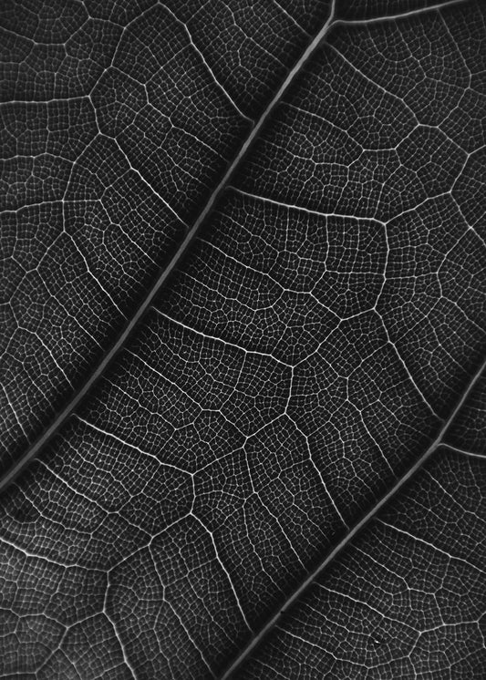 Geometria da Natureza Cabin