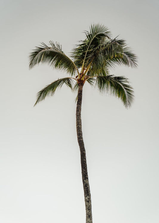 Elegância Vertical Cabin