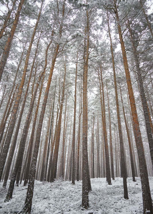 Inverno Vertical Cabin