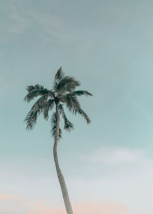 Palmeira Sonhadora Cabin