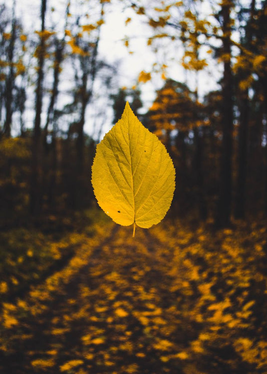 Folha do Outono Cabin